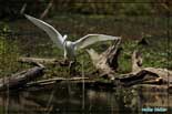 Aigrette garzette